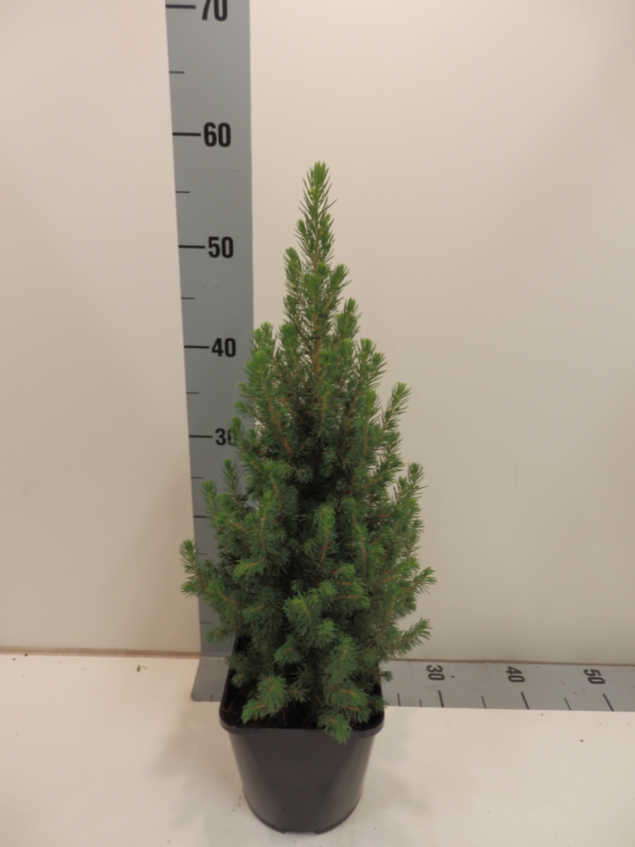 Ель канадская Перфекта